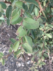 Ximenia caffra