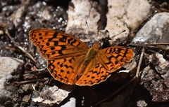 Speyeria coronis carolae