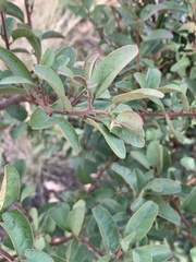 Ximenia caffra