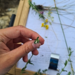 Buglossoides incrassata