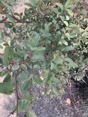 Ximenia caffra