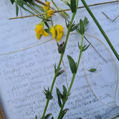 Buglossoides incrassata