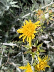 Berkheya carlinopsis magalismontana