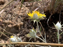 Berkheya carlinopsis magalismontana