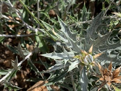 Berkheya carlinopsis magalismontana