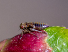 Bathysmatophorinae