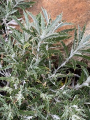 Berkheya carlinopsis magalismontana