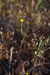 Pseudobahia heermannii