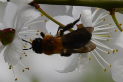 Andrena
