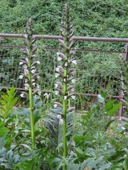Acanthus mollis