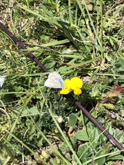 Polyommatus icarus