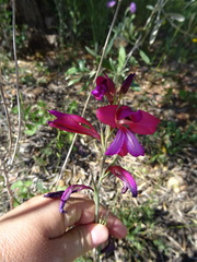 Gladiolus illyricus