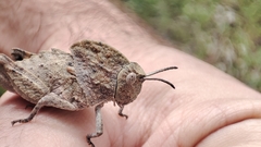 Ocnerodes prosternalis