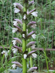 Acanthus mollis