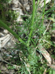 Bifora radians