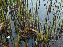 Equisetum fluviatile