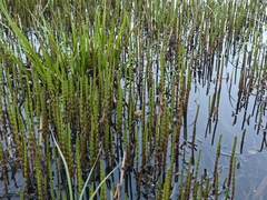 Equisetum fluviatile