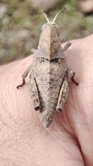 Ocnerodes prosternalis