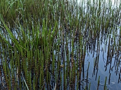 Equisetum fluviatile