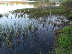 Equisetum fluviatile