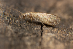 Micromus oblongus