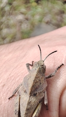 Ocnerodes prosternalis