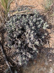 Euphorbia schinzii