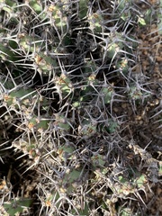 Euphorbia schinzii