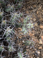 Euphorbia schinzii