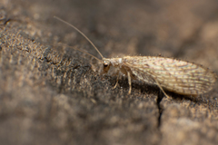Micromus oblongus