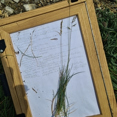 Festuca pallens