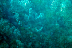 Girella simplicidens