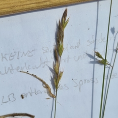 Festuca pallens