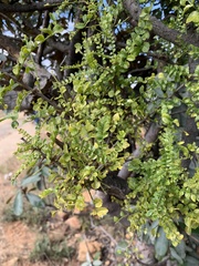 Zanthoxylum capense