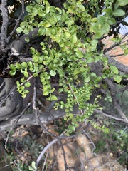 Zanthoxylum capense
