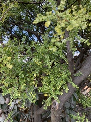 Zanthoxylum capense