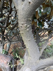 Zanthoxylum capense