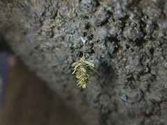 Brachycyttarus griseus