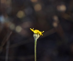 Pseudobahia heermannii