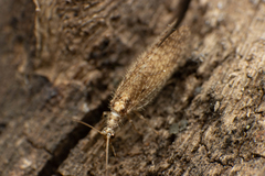 Micromus oblongus