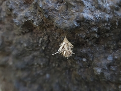 Brachycyttarus griseus