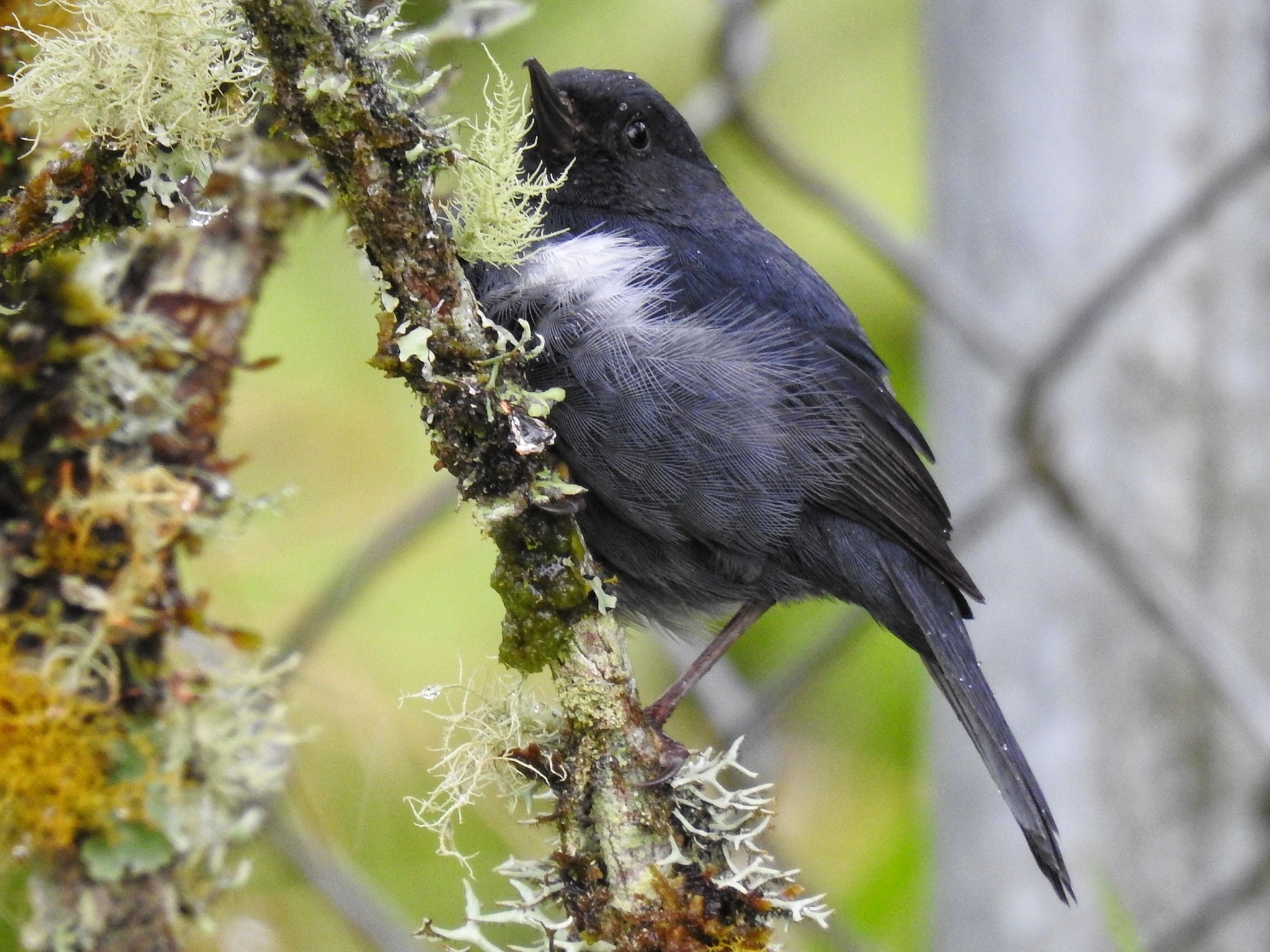 White-sided Flowerpiercer illustration