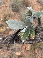 Brachylaena rotundata