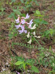 Astragalus michauxii