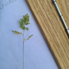 Poa badensis