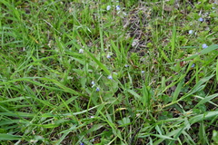 Veronica chamaedrys