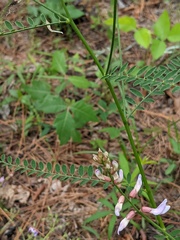 Astragalus michauxii