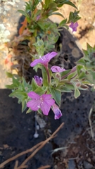 Epilobium pallidum