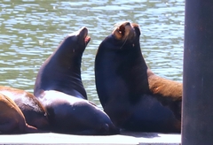 Zalophus californianus