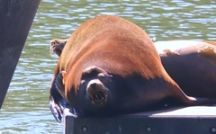 Zalophus californianus